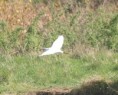 /album/my-local-birding-gallery/little-egret-at-ossett-reserve-008-jpg/